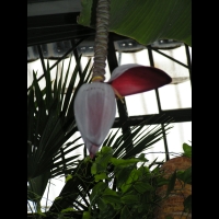 Musacees - Bananier (2)